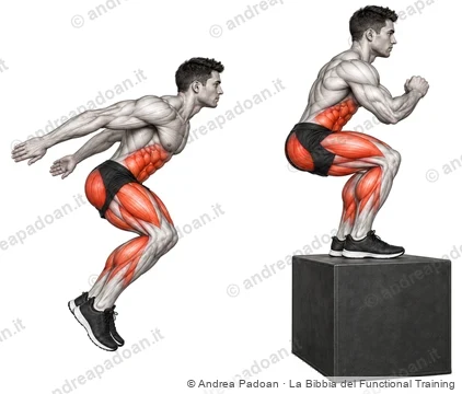 Box jump e balzo in avanti (broad jump)