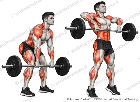 Derivati dei sollevamenti olimpici (high pull, girata dal blocco)