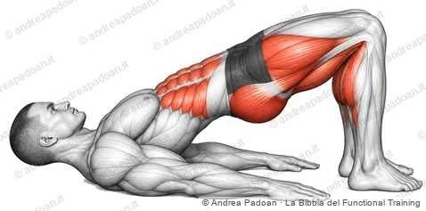 Ponte per i glutei