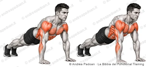 Push-up plus