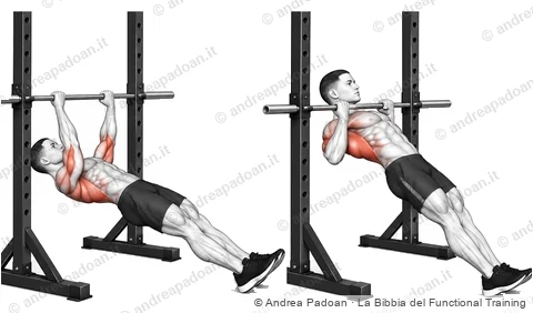 Rematore inverso (inverted row)