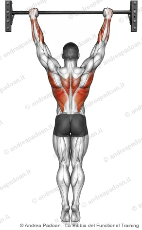 Scapular pull-up