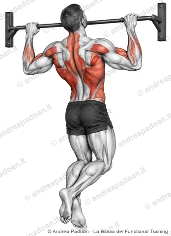 Trazione alla sbarra (pull-up e chin-up)